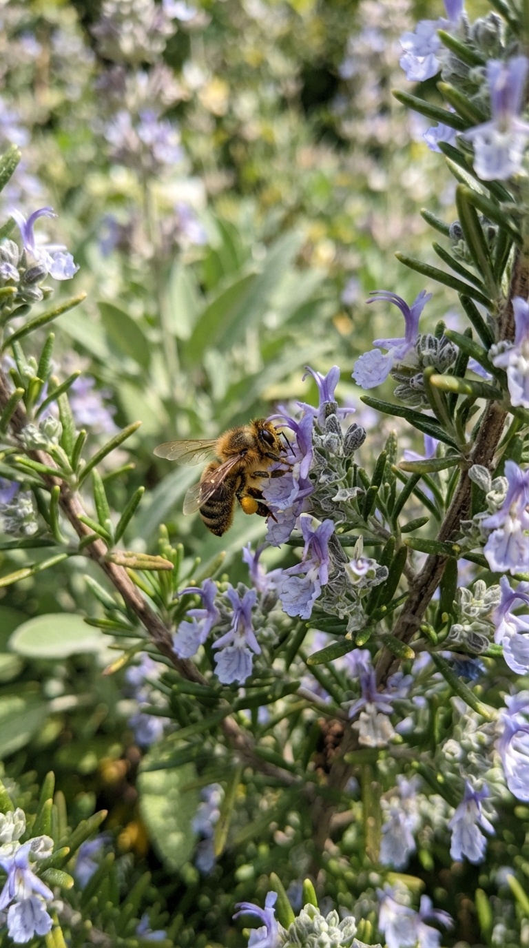 Bee on blooming rosemary in a pollinator-friendly herb border with sage